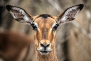 Gazelle-antelope